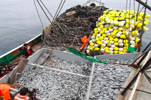 Crisis pesquera en Perú: captura de anchoveta en 2023 quedaría al menos un 60% por debajo de 2022