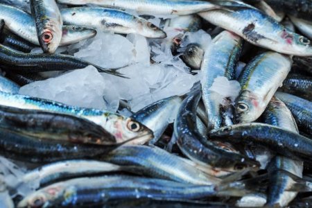 <p>Pesca en Perú crecería a dos dígitos en 2024, pero por efecto "rebote"</p>