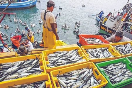<p>Las cifras detrás de la peor crisis pesquera de Perú en 25 años</p>