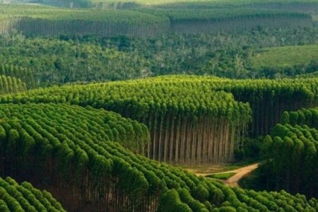 <p>Brasileña Klabin adquiere los activos forestales de la chilena Arauco en Paraná por más de US$ 1.000 millones</p>