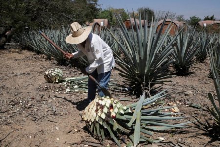 <p>¿El ocaso del tequila? La desaceleración de la demanda plantea un dilema para los productores de agave en México</p>