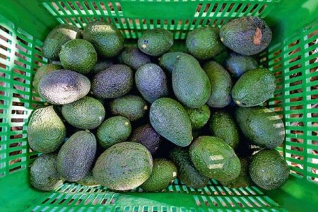 <p>Perú: Exportadores de palta apuntan a consolidarse en EEUU enviando el 25% de su producción</p>