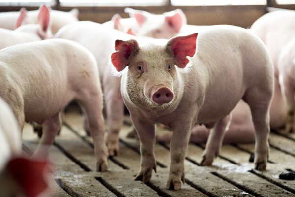 SMA formula cinco cargos contra Agrícola AASA por incumplimientos en RCA de sus planteles porcinos
