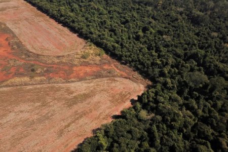 <p>Duro golpe para Lula: aumenta la deforestación en vulnerable región del Cerrado de Brasil</p>