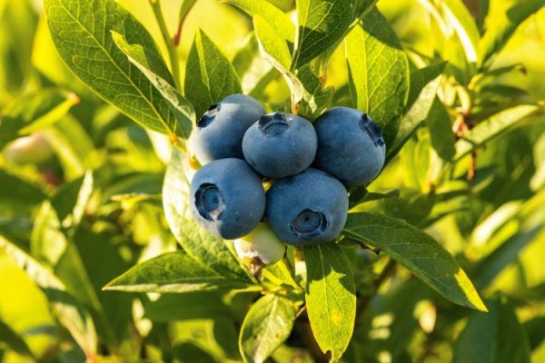<p>Exportaciones de arándanos desde Perú cayeron 24% en 2023, y la baja habría favorecido a rivales como Chile</p>