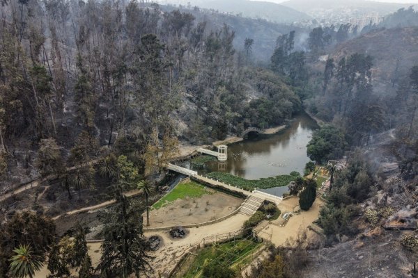 El Jardín Botánico de Viña del Mar tras los incendios. Crédito: Agencia Uno