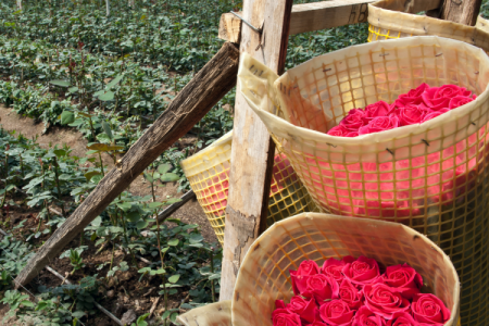 <p>Flores en San Valentín: Aerosan exportó 30 mil toneladas desde Colombia y Ecuador</p>