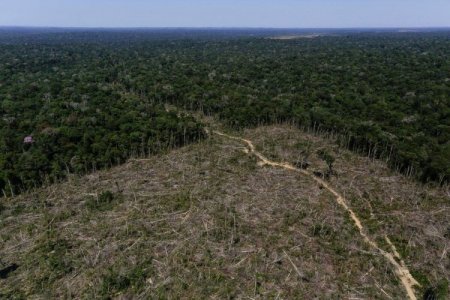 <p>Forestal Arauco entre los 10 mayores dueños de tierras en Argentina</p>