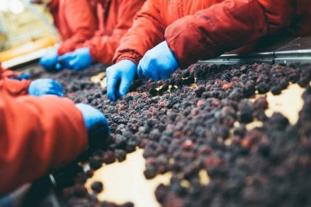 <p>Crisis por escasez de mano de obra amenaza a la industria frutícola en Argentina</p>