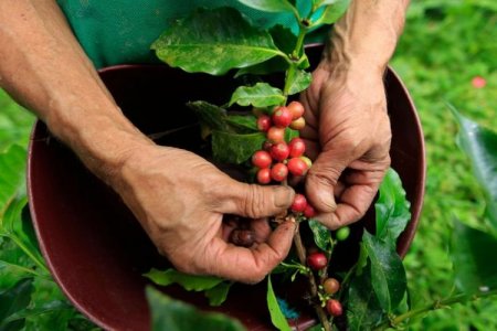 <p>Cafeteros colombianos llaman a paro nacional en abril ante la tendencia a la baja de precios del grano</p>