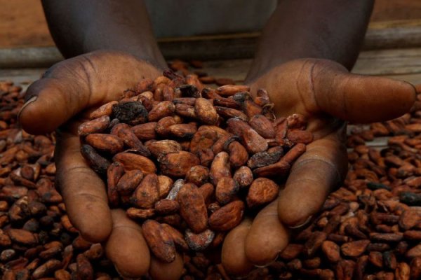 <p>Rally histórico del cacao, con máximo de US$ 10 mil la tonelada, impulsa la bonanza en Colombia</p>