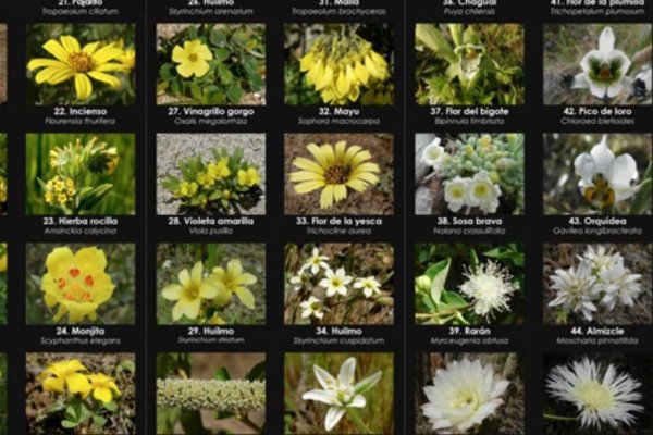 Exministra de Cultura Consuelo Valdés lanza guías para reconocer flores