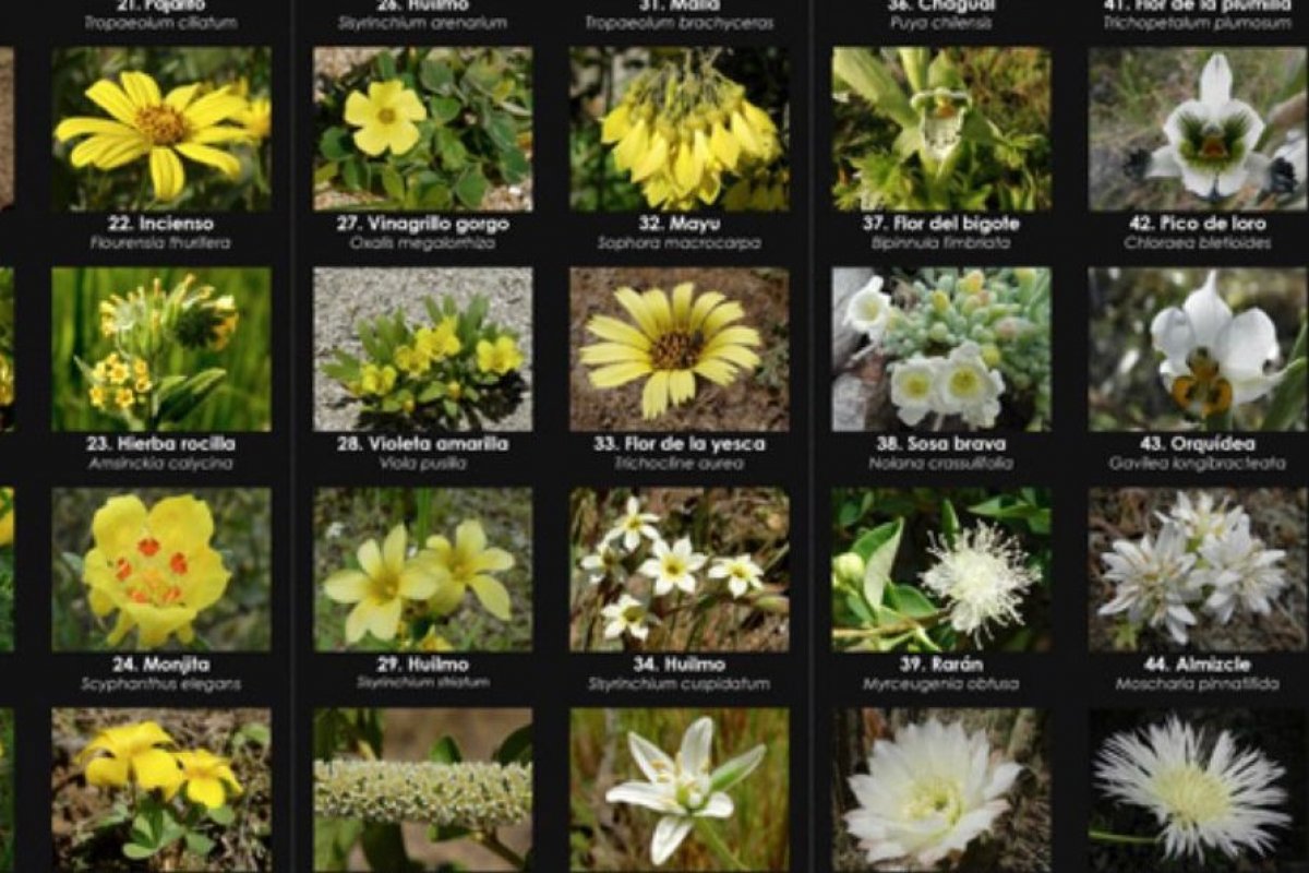 <p>Exministra de Cultura Consuelo Valdés lanza guías para reconocer flores</p>