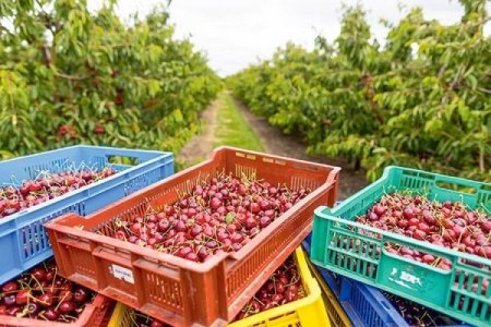 <p>Las cerezas chilenas consolidan su liderazgo: ya representan más del 50% de las exportaciones mundiales</p>