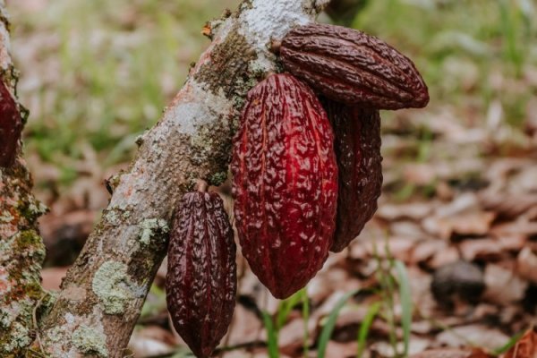 Precio del cacao rompe récords y condiciones climáticas en Perú favorecerán su cultivo