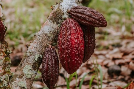 <p>Precio del cacao rompe récords y condiciones climáticas en Perú favorecerán su cultivo</p>