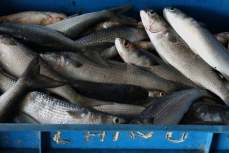 <p>Inicia pesca de anchoveta en Perú: pronostican una mejor temporada luego de la peor caída en nueve años durante 2023</p>
