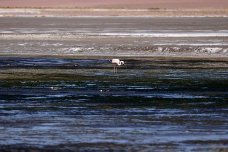 <p>Rio Tinto, Eramet y LG Energy buscan desarrollar tecnología de extracción de litio en Chile</p>