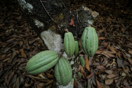 <p>Productores de cacao latinoamericanos se apresuran a ampliar la siembra en medio del boom de precios</p>