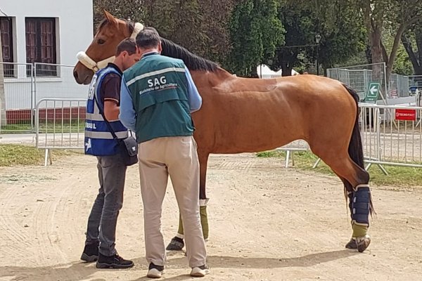 SAG confirma brote de anemia infecciosa equina en el Club Hípico, de la que Chile se encontraba libre desde 2019