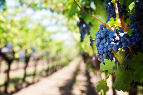Grupo Vanguard International adquiere 478 hectáreas en Perú para uvas de mesa