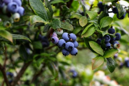 Westfalia Fruit Perú se suma al boom de los arándanos y comenzará a exportar en agosto