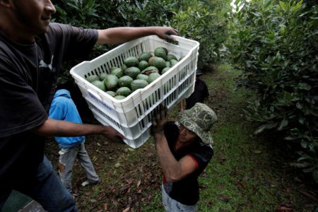 Exportaciones mexicanas de aguacate y mango se ven afectadas tras la agresión a agentes estadounidenses