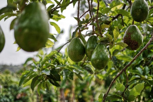 <p>Alivio para exportadores mexicanos de palta: retomarán envíos a EEUU tras pactar modelo de seguridad para inspectores</p>