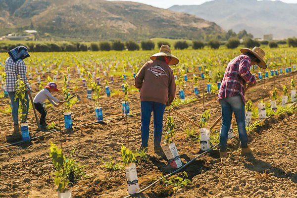 ¡Órale Güey! La apuesta mexicana de Concha y Toro