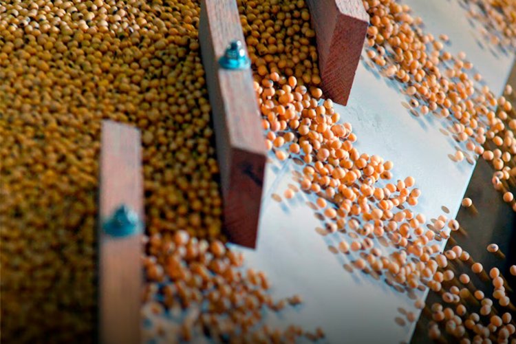 <p>Ventas soya en Argentina caen 45% en junio "por mayor brecha entre el peso oficial e informal"</p>