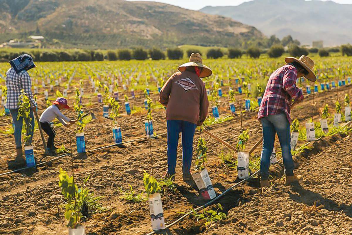 <p>¡Órale Güey! La apuesta mexicana de Concha y Toro</p>