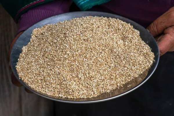 Perú se consolida como el primer productor y exportador mundial de quinoa