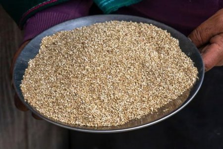 <p>Perú se consolida como el primer productor y exportador mundial de quinoa</p>