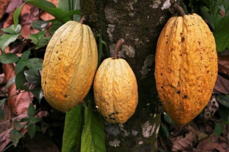 Cacao en su momento “más dulce”: envíos se podrían disparar este año