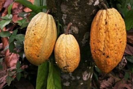 <p>Cacao en su momento “más dulce”: envíos se podrían disparar este año</p>