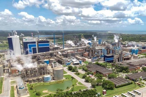 Suzano y Arauco: las empresas con más inversiones en la industria de celulosa en Brasil