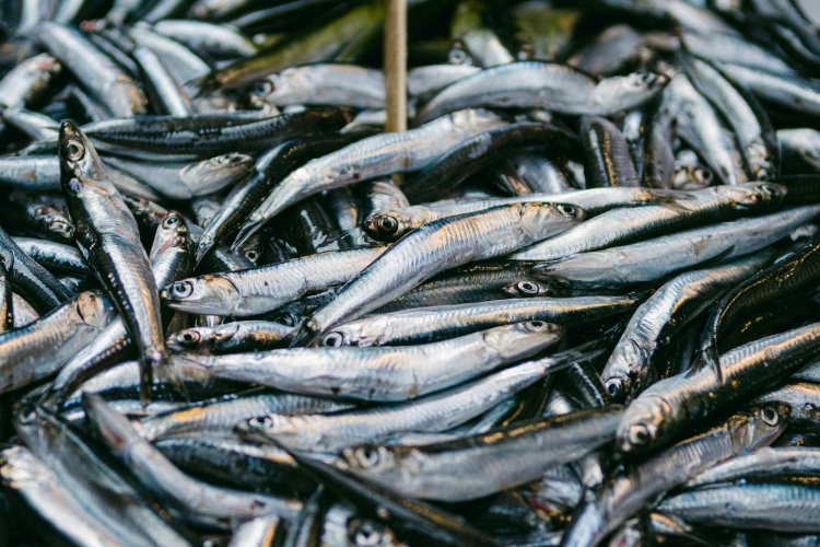 <p>Perú: Indecopi respalda prohibición de pesca en anchovetas menores de 12 centímetros</p>