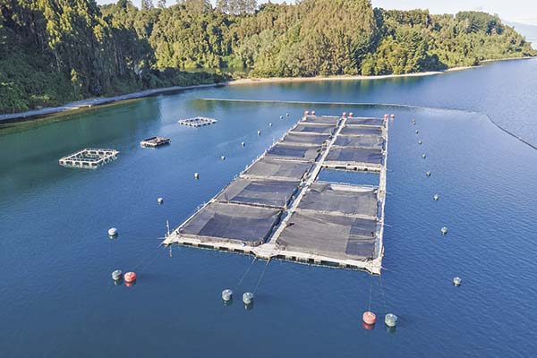 <p>Salmones Camanchaca reporta utilidades por US$ 10 millones a septiembre</p>