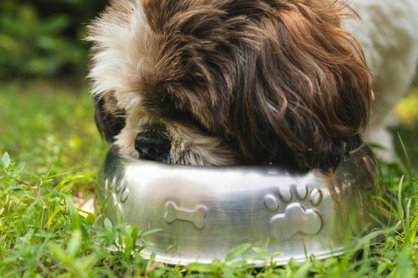 Marca chilena de alimentos premium para mascotas Poema se expande en América Latina