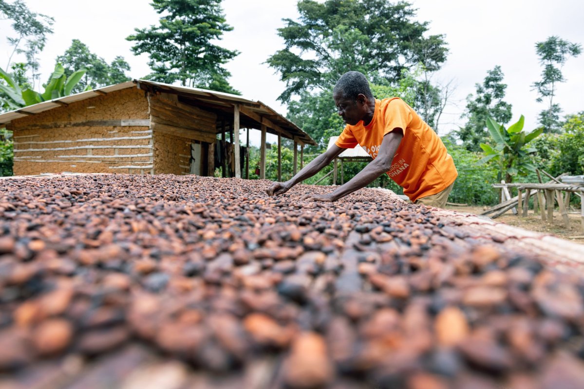 <p>Mala noticia para productores de chocolate: precio del cacao alcanza un nuevo máximo histórico</p>