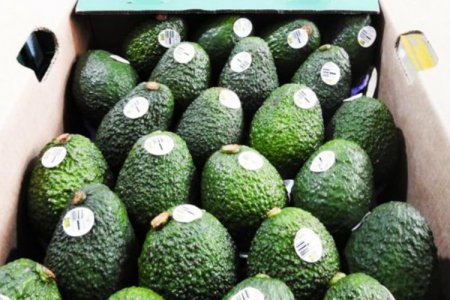 Un mal inicio de año para la palta en Perú por fenómenos climatológicos