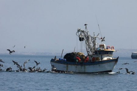 Industria de conservas marítimas de Perú enfrenta problemas para explotar el triángulo marítimo ganado a Chile