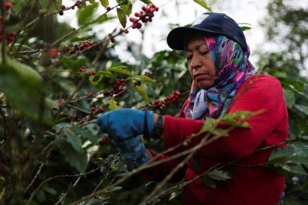 <p>Petróleo, oro, café y flores, los productos que más exporta Colombia rumbo a EEUU</p>
