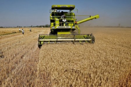 <p>Perú: la palta y el mango enfrentan alto riesgo agroclimático hasta marzo</p>