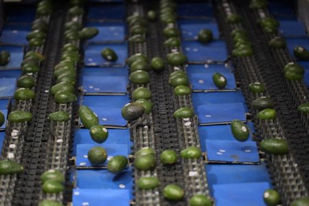 <p>La etiqueta "Aguacates de México, los mejores del mundo" esquiva las amenazas de Trump en su camino al Super Bowl</p>