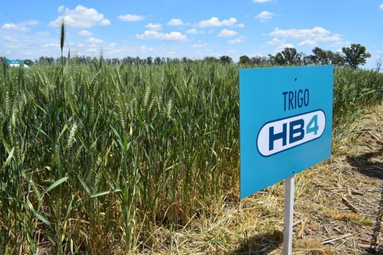 <p>Se expande la crisis del campo en Argentina: Bioceres reporta pérdidas millonarias y posibles despidos</p>