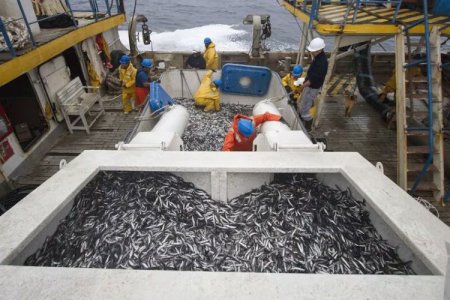 <p>Vuelve la crisis en la pesca industrial de Perú: el sector acusa pérdida de miles de empleos y de productoras de harina</p>
