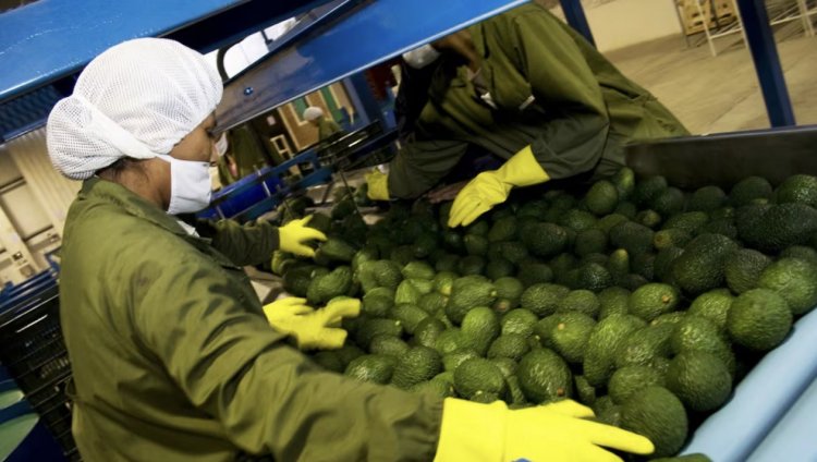<p>Agroexportaciones peruanas evalúa sus oportunidades en medio de la guerra comercial de EEUU</p>