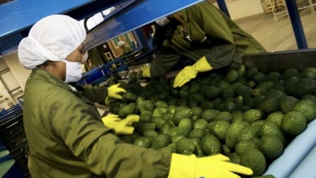 <p>Agroexportaciones peruanas evalúa sus oportunidades en medio de la guerra comercial de EEUU</p>