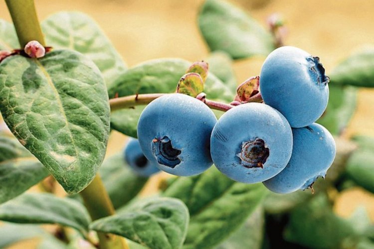 <p>Perú anuncia proyectos de irrigación por US$ 24.000 millones para ampliar frontera agrícola</p>